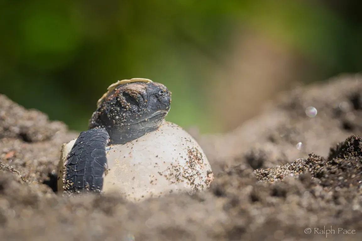 costa-rica-national-parks_tortuguero.webp