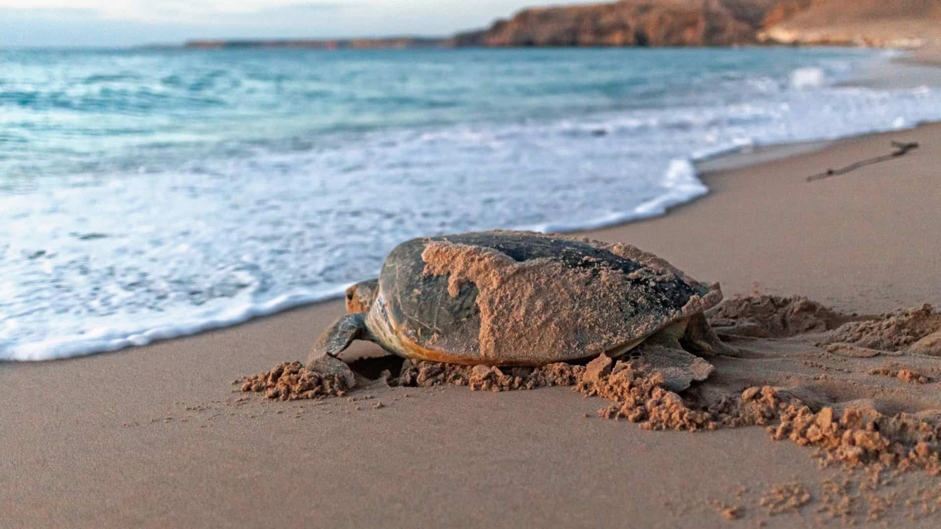 oman-guide_turtles.jpg