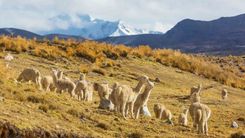 Dels Andes a l’Amazones