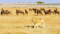 Setmana Santa a Kenia   