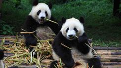 Impresiones de China con Chengdu