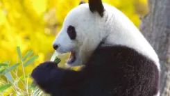 La Terra de l’Ós Panda