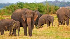 Oferta Sri Lanka per Setmana Santa